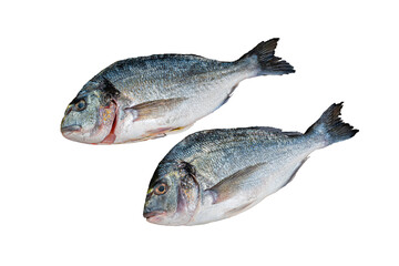 Dorado fish isolated on white background. Two fish
