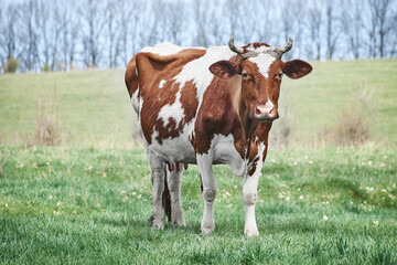 Fototapeta na wymiar Spotted cow grazes on a green lawn.