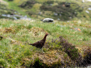 Red Grouse (Lagopus lagopus) on a grouse moor.