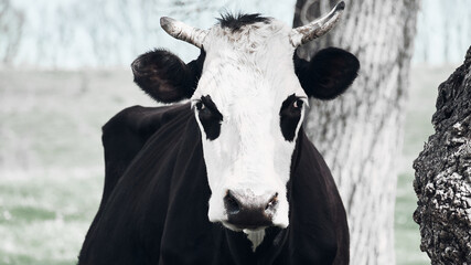 Scary evil cow grazes on a green lawn.