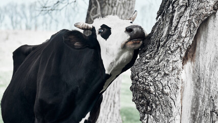 Pretty cow rubs her cheek against a tree.
