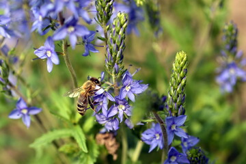 Biene auf einem Großen Ehrenpreis