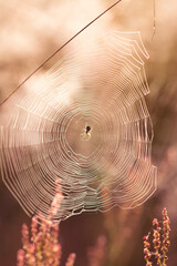 spider web - obrazy, fototapety, plakaty