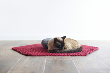 Siamese cat sleeping on carpet on white background