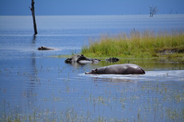 Fototapeta premium Hippo Wallowing around