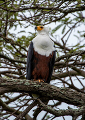 African fish eagle