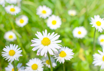 Fototapeta na wymiar Bellis perennis - background of daisies