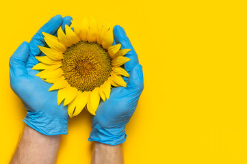 Beautiful fresh sunflower in male hands in disposable medical blue gloves on yellow background Flat...