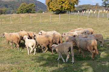 Fototapeta premium Under Shade Sheep