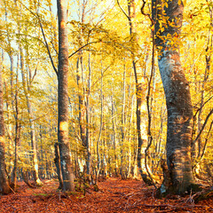 Autumn forest. Autumn trees with yellow leaves