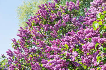 Obraz premium Lilac is a luxurious shrub, extremely hardy, which grows well outdoors both in the south and in the north of Europe and adorns gardens with large inflorescences in spring.