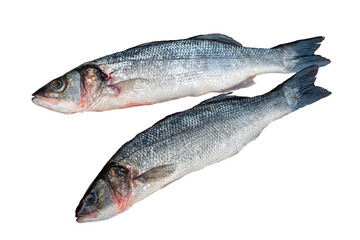 Sea bass fish isolated on white background 