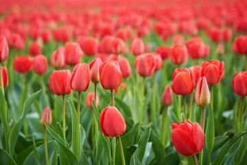 Field of beautiful red tulips