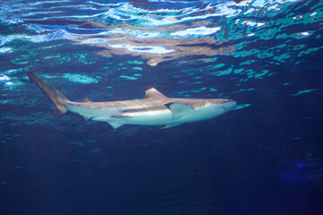 Caribbean reef shark