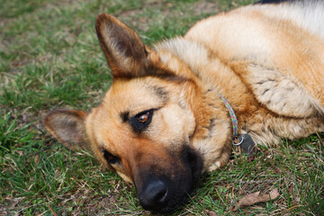 The German Shepherd is lying on the ground. The dog is basking in the spring sun. Close-up photo of the dog.