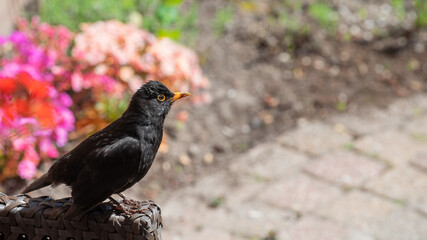 very friendly blackbird ( turdus merula ) in the Netherlands at summer