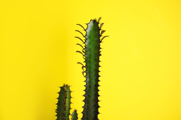 Beautiful cactus on yellow background. Tropical plant