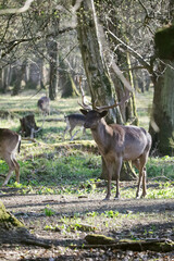 Deers in the forest in Germany