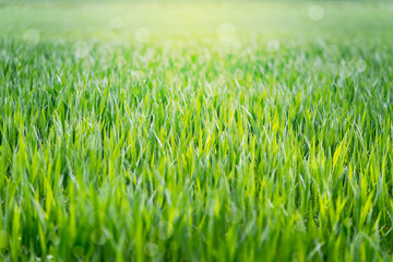 Fresh green and young oat field that looks like wet grass for background use.
