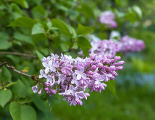 Fototapeta na wymiar Large flowering branch of pink lilac close-up on a blurred background of a spring green garden.