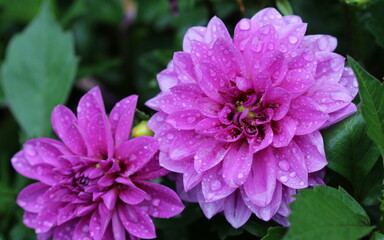 Purple Dalia flower in my garden.