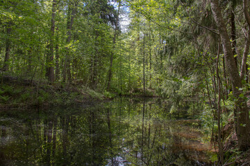 Obraz premium Spring flowering in Sergievka Park