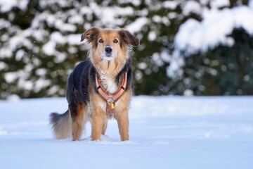Hund
