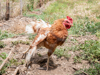 Orange and white hen stretching one wing and one leg while foraging for food in an open space on the farm surrounded by vegetation and dirt
