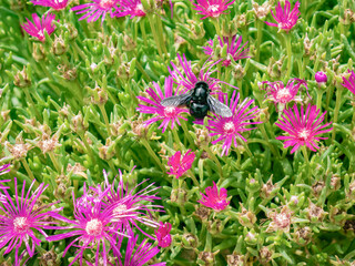Great carpenter bumblebee (Xylocopa) collecting pollen and nectar from beautiful purple flowers Delosperma Cooperi (Ice Plant)