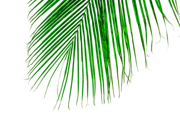 Palme verte sur fond blanc 