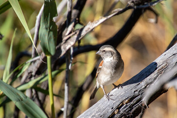 Female Cape sparrow perched on a branch above a waterhole