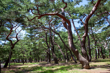 하동 송림 소나무숲 공원