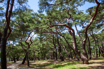 하동 송림 소나무숲 공원
