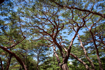 하동 송림 소나무숲 공원