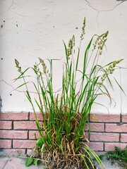 Spikelets  on the wall background.