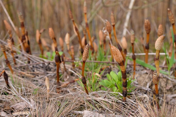 Spore cones of horsetail. Set sail champagne color.	