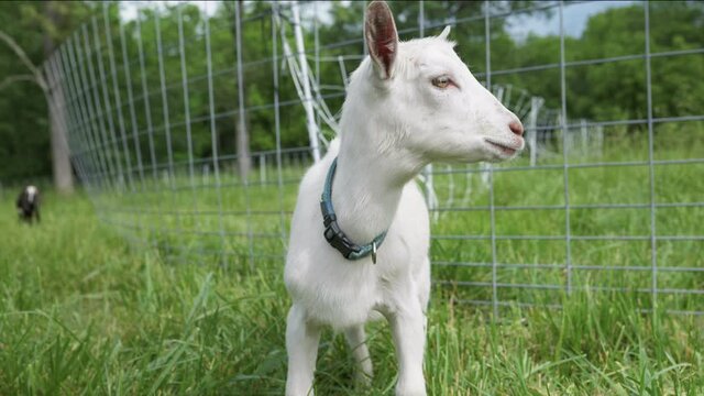 Baby Saanen goat in pasture bleats and searches for its mother.