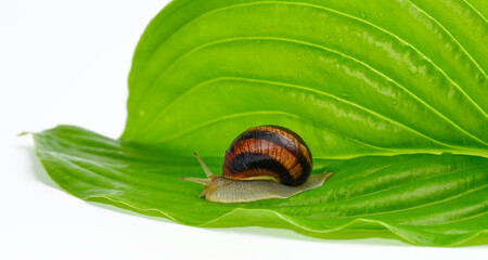 brown garden snail on a green leaf, close up