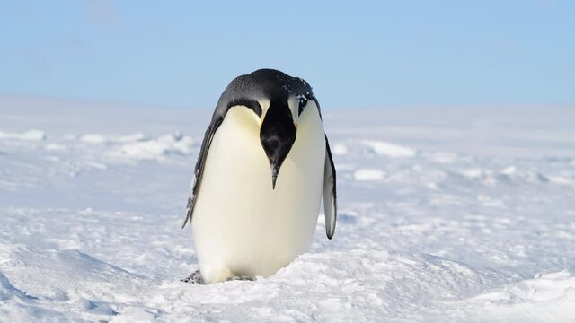 Emperor Penguin on the snow in Antarctica