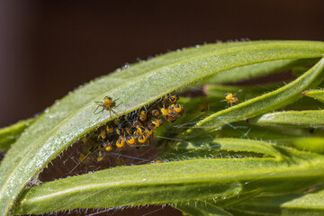 Clutter of small baby spiders under a leaf.