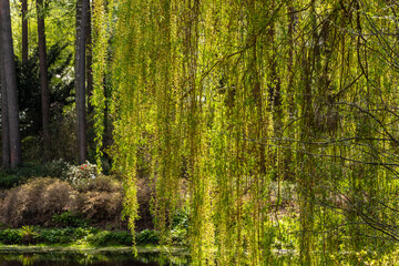Bright green weeping birch tree branches are hanging at front of water and forest garden during sunny spring day. Branches of birch tree (Betula pendula) at forest and pond background.