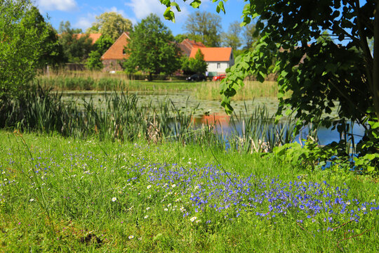 A wildflower meadow around the lake in the historic village Ihlow,  federal State Brandenburg - Germany