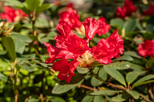 Blood red rhododendron blossoming in bright sunny spring day. Red rhododendron flowers. Close up photo of stunning red rhododendron. 