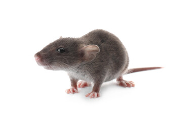 Small fluffy brown rat on white background