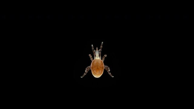 Mite of the order Mesostigmata under a microscope, class Arachnida, superorder Parasitiformes, this group has many parasites, predators and saprotrophs are also numerous