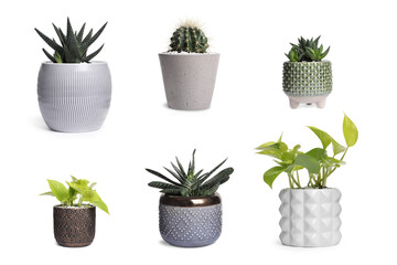 Set with different beautiful houseplants on white background