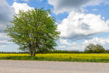 Low angle view of big rowan tree between gravel road and yellow rapeseed field, two other trees, forest, blue sky white and dark clouds at background. Dogberry tree at fieldside. Mountain ash at count
