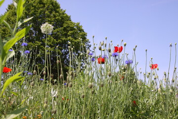 Obraz premium field of wildflowers