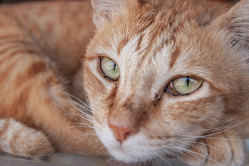 Lazy cat in a home for background