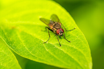 Blowfly sitting on a green leaf